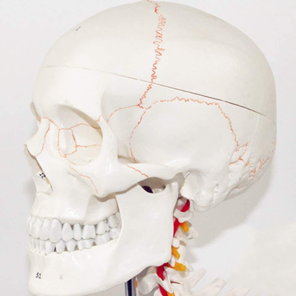 Czaszka Model Anatomii Szkielet 11-Częściowy Elastyczny I Wyjmowany Medyczny Materiał Edukacyjny 33 X 25 X 18 Cm