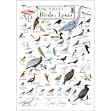 Texas Birdwatching Companion Poster - Field Guide Style Art with Species Names, Gift for Nature Lovers, Hikers, and Gardeners(Unframed,08x12inch(20x30cm))