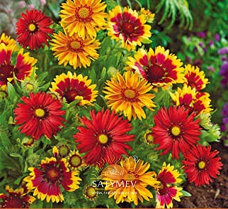 GARDENIFY INDIA Gaillardia Flower Seeds Gaillardia Mixed Color Hybrid Flower Seeds For All Season (50 Seeds Pack) (Buy 1 Get 1 Free) (B09RQNLLSY) Amazon Price History, Amazon Price Tracker