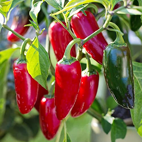 Chilli Jalapeno Seeds – Fresh and Tasty – Compact and Decorative – Excellent as Fresh, Frozen or Dried – for Your Kitchen Garden