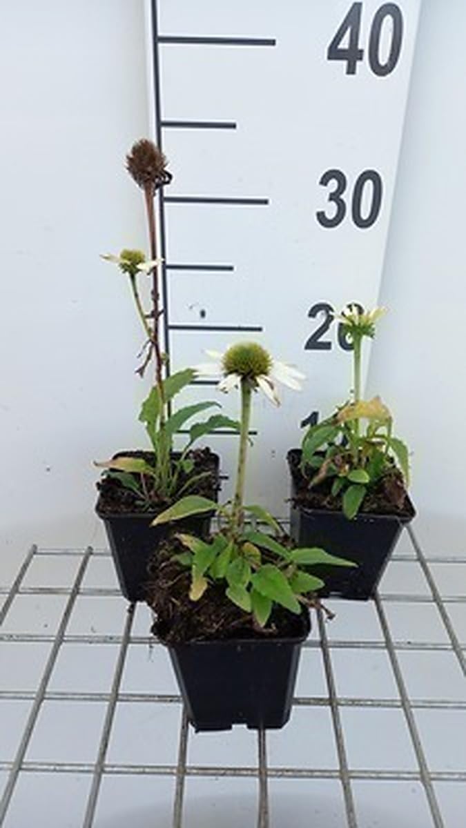 6x Sonnenblume - Echinacea purp. Avalanche' | pot 9 x 9 cm