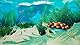 Mythic Ocean (Import)