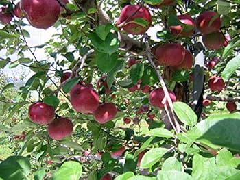 あおりんご2ページ★2+3 Amazon.co.jp: グリコ 赤りんご青りんご270ml 12本 : 食品・飲料