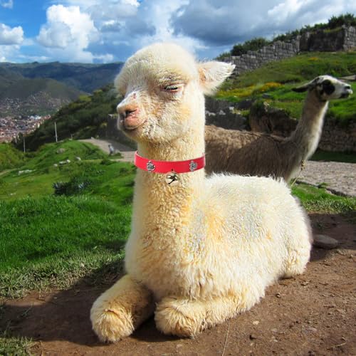 Collares para cabras y vacas Amosfun de PU resistente con campanas ajustables, pack de 4 6