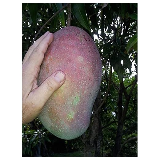 Mango Tree - Live Fruit Tree in a 3 Gallon Pot - Mangifera Indica 'Lancetilla' - Tropical Edible Fruit Bearing Tree
