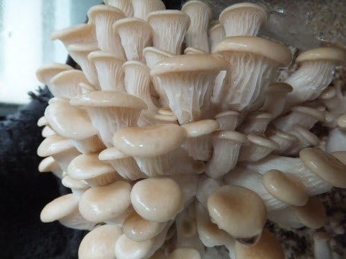 Phoenix Oyster Mushroom Growing Log Kit