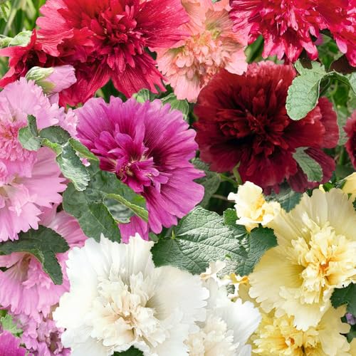 Eden Brothers Hollyhock Seeds (Dwarf) - Queeny Mix, Non-GMO Seeds for Planting, Packet...