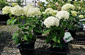 アナベル苗 紫陽花 白色アナベル 配送料無料