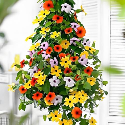 Schwarzäugige susanne samen, hochbeete für garten,einfach zu Pflanzen winterharte kübelpflanzen,Farbenprächtige...