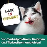 cdVet Naturprodukte FischSnack Beutel 250 g - Hund, Katze - Einzelfuttermittel - Belohnung - wertvolle Omega Fettsäuren - natürlich - luftgetrocknet - ohne Farbstoffe + Konservierungsstoffe -