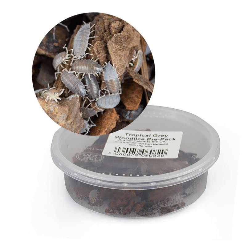 Swell Reptile Livefood Tropical Grey Woodlice Bioactive Custodians Pre Pack