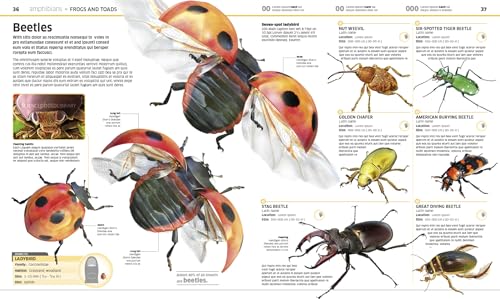 Animal! (DK Knowledge Encyclopedias) - Image 4