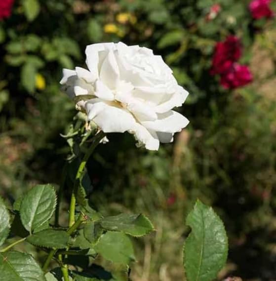 White Rose Plant for Outdoor Living Desi White Rose Plant for Home Garden with Black Plastic Pot 4 Inch Size (B0CRJ14QS6) Amazon Price History, Amazon Price Tracker