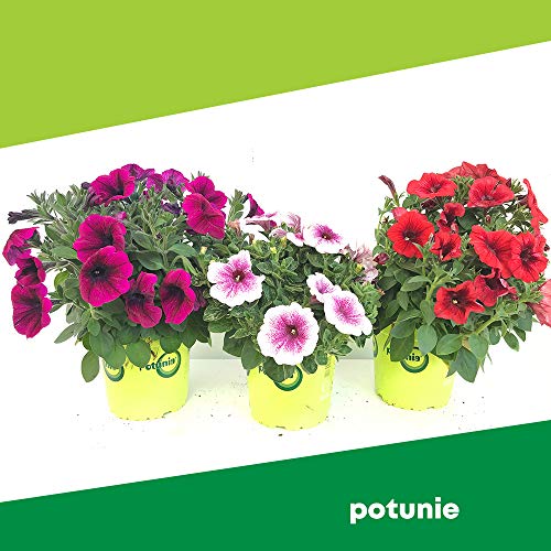 Potunia
