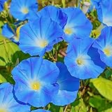 Morning Glory Seeds 200+ Count – Fast-Growing Climbing Flower Seeds for Fences, Trellises, Balconies, and Decorative Garden Spaces