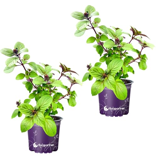 Kräuterpflanze FLORAPARTNER Strauchbasilikum African Blue Ocimum kiliman.x basilicum 2er Set