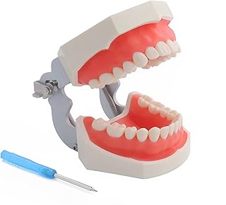 ZITREOXN Dental Typodont Teeth Model,Completely Detachable Teeth Model Suitable for Teaching,Practice and Study,Come with a Small Screwdriver