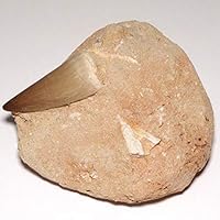 Amazon | 【N2 stone Natural】天然化石 モササウルス (水生有鱗目