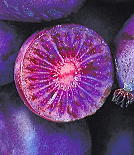 BALDUR Garten 2er Kiwi Ken's Red® (inkl. Befruchter), Pflanzen im 9x9 cm-Topf, Actinidia arguta, Kiwipflanze winterhart, mehrjährig, reiche Ernte an essbaren Früchten, Obst-Rarität