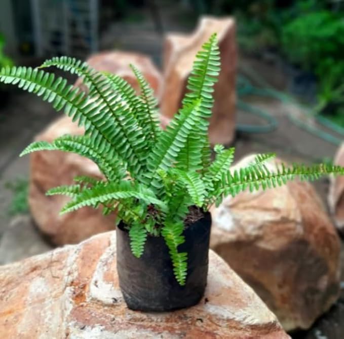 Boston Fern Live Natural Plant For Home and Garden (Pot Included) pack of 1-image-38