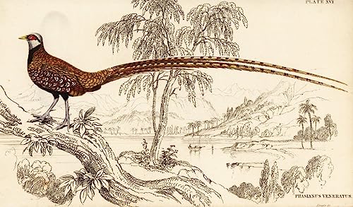 Affiches et gravures Faisan vénéré pour sublimer la décoration du salon