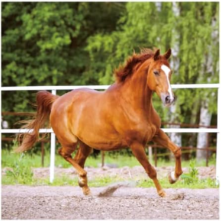 CC HOME Horse Racing Birthday Paper Plates Napkins Horse Race Disposable Tableware Set Party Supplies Theme Dinnerware Serves 24 Guests for Audlts Kids Baby Shower Birthday 88PCS - Image 3