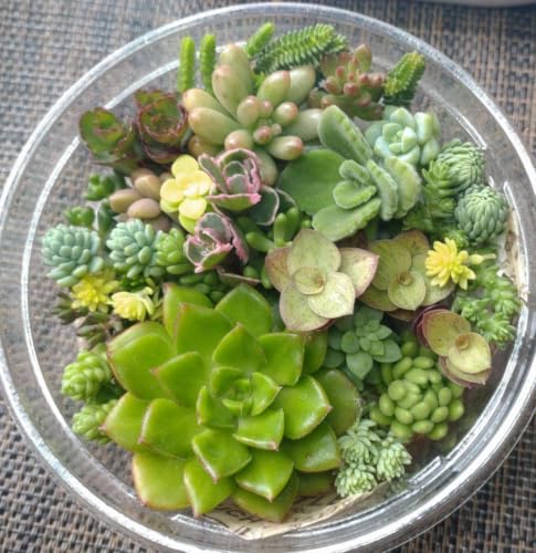 観葉植物 セット 多肉植物」の人気商品一覧・価格比較 - 価格.com