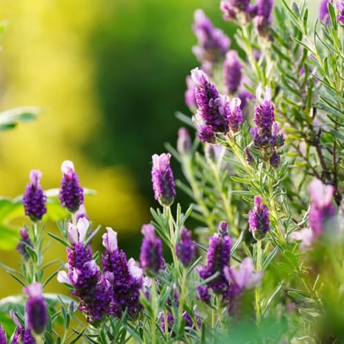 LavendelSamen, kräutersamen blumenwiese blumensamen für draußen winterhart garten kräutergarten geschenk gartendeko für draußen nachhaltige produkte 650pcs