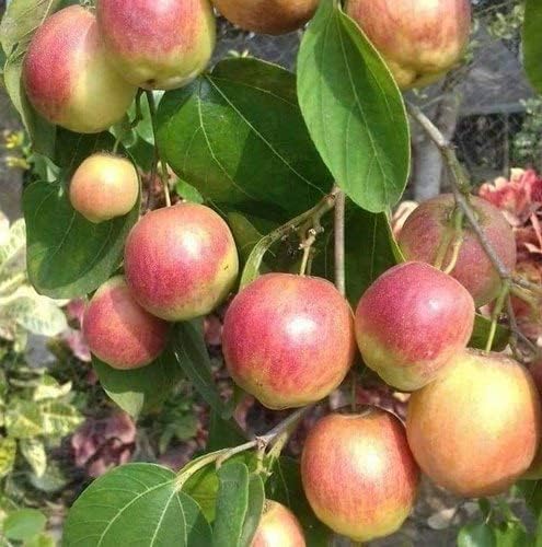 Jumar Plant GREEN VOLCANO Umran variety Ber Jujube