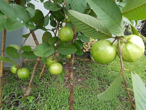 Image of 1 BIG SIZE ALL TIME GUAVA FRUIT PLANT GRAFTING OUTDOOR GARDEN LIVE ORGANIC TREE