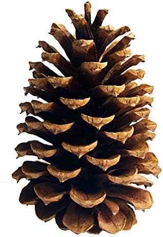 10 Large PineCones 4" to 6” Tall Bulk Package All Natural, Bug Fr...