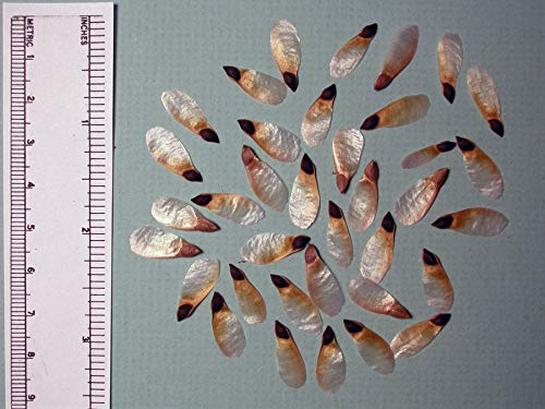 Generic Picea Abies: Norway Spruce Seeds (30 Organically Grown Non-Gmo Pennsylvania Seeds) Green, Brown #TOP17