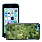 Haute qualite et durabilite Grand Phone Cases Etui Housse Coque de Protection Cover Rigide pour // M00140902 Saltamontes Insecto Verde viridissima // Apple iPhone 5C
