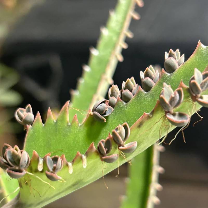 Miniatura 4 de Mother of Ththousands Kalanchoe - Suculenta viva en maceta de 4 pulgadas  Planta de interior de bajo mantenimiento  Ideal para colecciones, regalos