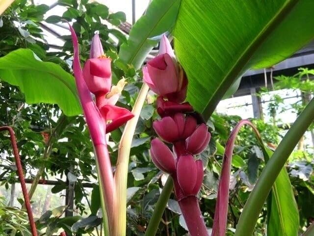 Pink Banana Plant 10 Seeds + Plant tag + Freebie - Exotic Plant - Musa Velutina