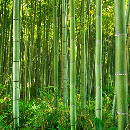 BambÃ³o Moso Sáº¸áººDS Giant Phyllostachys Pubescens 100 Sáº¸áººDS