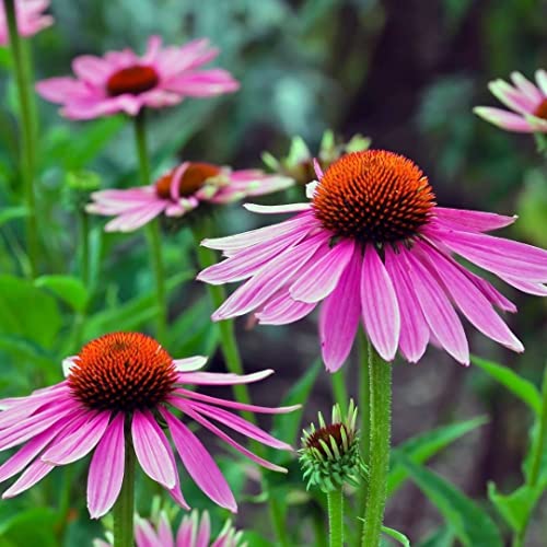 Echinacea Seeds - Purple Coneflower Seeds - Echinacea purpurea Seeds - Eastern Purple coneflower Seeds - coneflower Seeds for Planting - Heirloom Flower Seeds by HAVIPRONET (2)