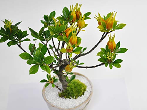 Amazon.co.jp: 盆栽妙 クチナシ(梔子) 50147A116 : DIY・工具・ガーデン