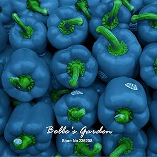 Seeds 50pcs Blue Sky Rotonda Peperone Seeds Rare Sweet Peperon Orthoing Seeds DIY Organic Bonsai Bonsai SeedsS of SeedsS: Only Seeds