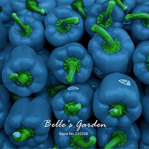 100pcs Sky Blue Round Bell Pepper Seeds Rare Sweet Pepper Seeds Vegetable Bonsai Organic Non-GMO Plant DIY