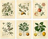 Vintage Botanical Prints | Fruit Wall Art by Ink Inc. | Kitchen Decor | Lemon Apple Pomegranate...