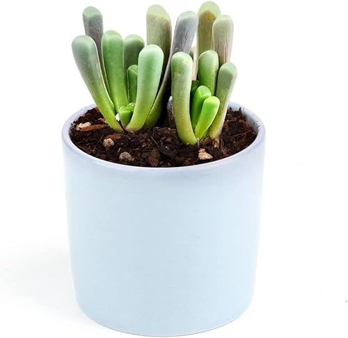 Miniatura 2 de Baby Toes Fenestraria Aurantiaca Succulent (maceta de plástico de 2 pulgadas)  Suculenta rara para ideas de regalo