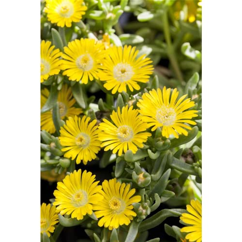 MITTAGSBLUME WHEELS OF WONDER® 'GOLDEN WONDER' - Delosperma 'Golden Wonder', gelbe Blüte, im Topf...