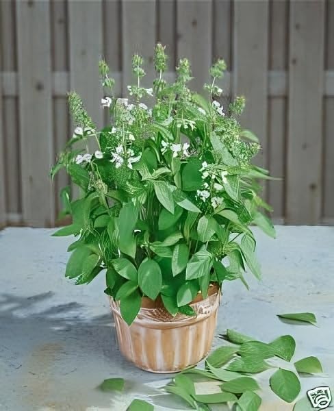 Basil Lemon Great Garden Herb by Seed Kingdom Bulk 1/4 Lb Seeds