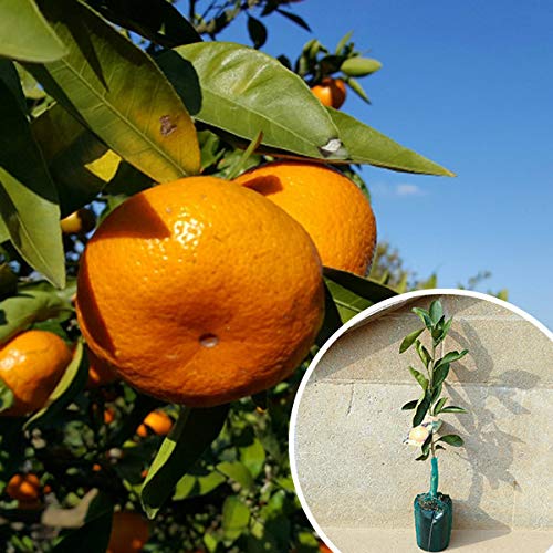 苗/苗木 柑橘・麗紅 PVP 樹高0.4m前後 15cmポット れいこう レイコウ みかん 接ぎ木 登録品種 みかんの木 苗木 1年生 苗 海外持出禁止 素掘りポット苗 果樹苗 果樹 果樹園用 植木 木 kd 1本 1のサムネイル