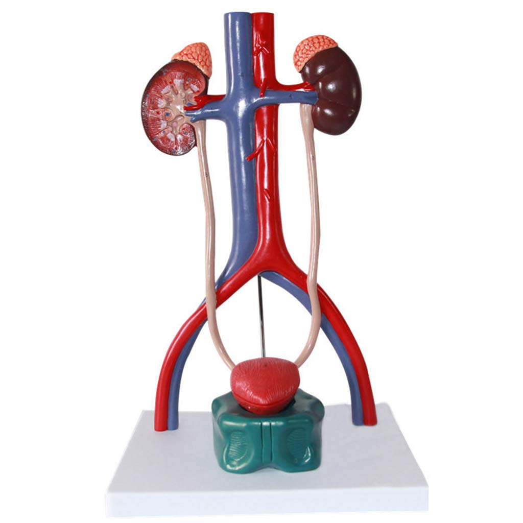 Sjdopulse Red/Blue Urinary System Model - Genitourinary System Model - Medical Anatomical Urinary System Model Human Organ Anatomy Model - For Medical Educational Training Aid