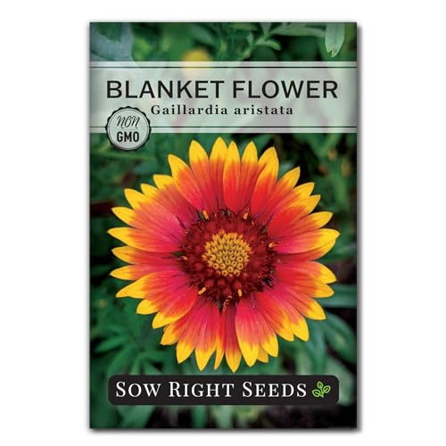 Sow Right Seeds - Blanket Flower Seeds for Planting - Non-GMO Heirloom Seeds Packet with Instructions to Plant Your Garden - Perennial Indian Gaillardia - Grow Native Gardens Add a Color Bonanza (1)