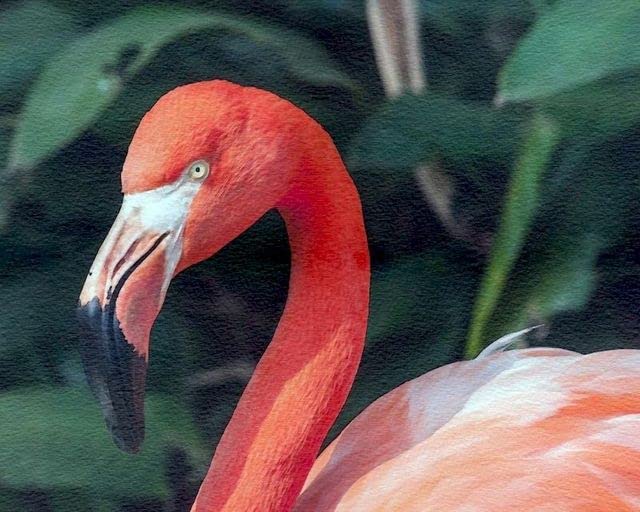 Animals Paints by Numbers Flamingo Kits for Adult by Numbers on Canvas Painting Wall Art Gift Home Decors BA8 60x75cm no Frame