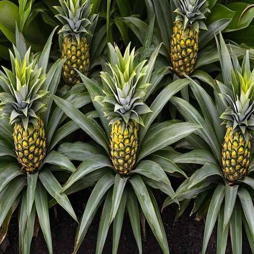 Cetechondra 70 Stück Grüne Ananas Samen