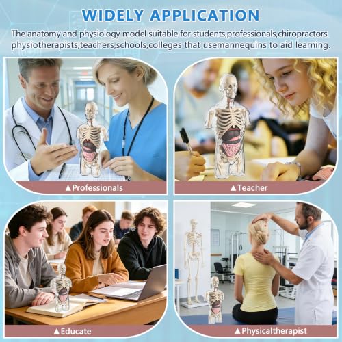 Image of 4D Anatomy Model Human Half Body,Clear Human Body Structure Model Include Bones,Organs,Muscles,Removable Human Organ Model for Study,Teaching Demonstration,Science Early Learning